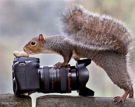 Hello Im A Squirrel Photographer Haha Wildlife Photography