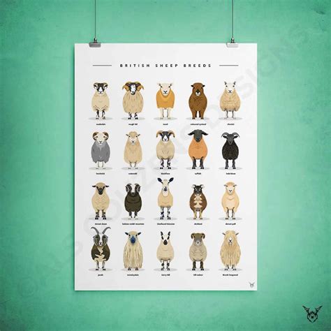 British Sheep Breeds Print Sheep Print Sheep Breeds Poster Etsy