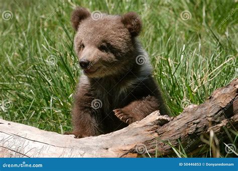 Grizzly Bear Cub Sitting On The Log Stock Image Image Of North Small