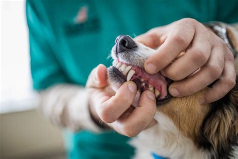 What To Do About A Dog Tooth Abscess Orlando Vets