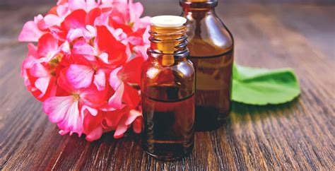 14 Geranium Oil Uses And Benefits For Healthy Skin And More Dr Axe