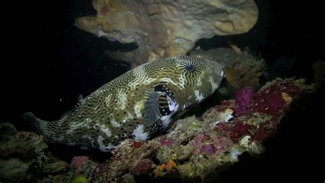 Large Scribbled Puffer Fish Arothron Mappa Resting On