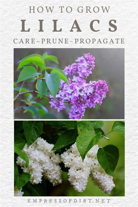 How To Grow Lilacs Care Prune Propagate Empress Of Dirt