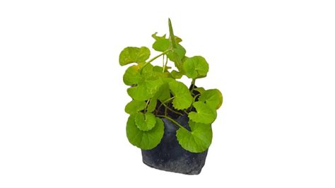 Gotukola වැල් ගොටුකොළ Medicinal Plants Lakpura Llc