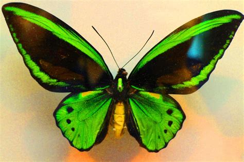 Green Butterfly Green Butterfly Shadow Tattoo Butterfly