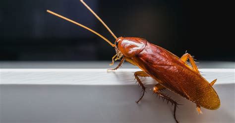 What Diseases Do Roaches Bring To Your Home Drive Bye Pest Exterminators