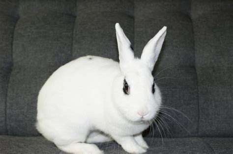 The Blanc De Hotot Rabbit Complete Guide