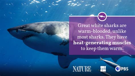 Shark Fact Sheet Blog Nature Pbs