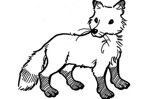 Red Fox Coloring Page Tedy Printable Activities
