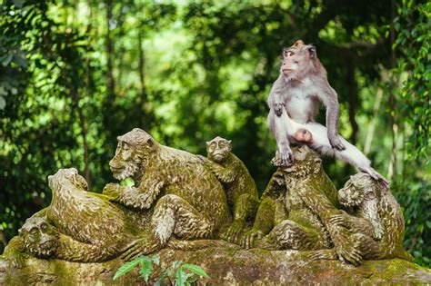 Jalan Monkey Forest In Ubud Bali Bali Tour Packages Ubud Palace
