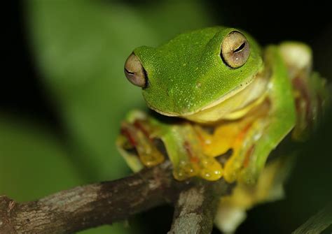 Hd Wallpaper Close Up Photography Of Green Frog On Brown Stem Green