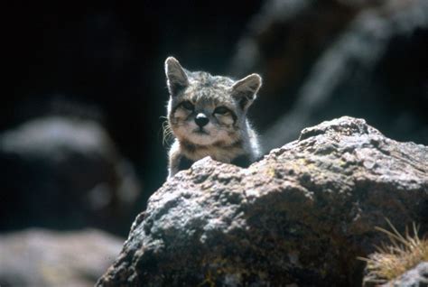 (in fact, they are rarely captured on camera anywhere in the wild.) The Andean Mountain Cat | Cat facts, Wild cat species ...
