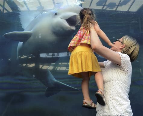 say ahh beluga whale appears to swallow girl 3