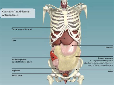 Abdominopelvic Cavity Organs