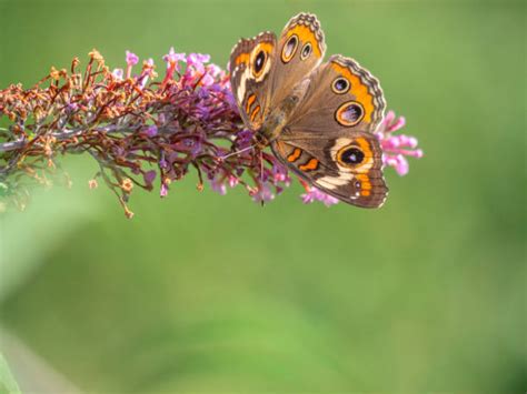 Common Buckeye Butterfly Photos Stock Photos Pictures And Royalty Free