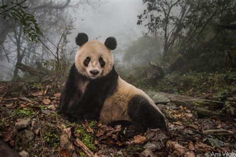 Why Photographing Pandas Is More Challenging Than You Might Think