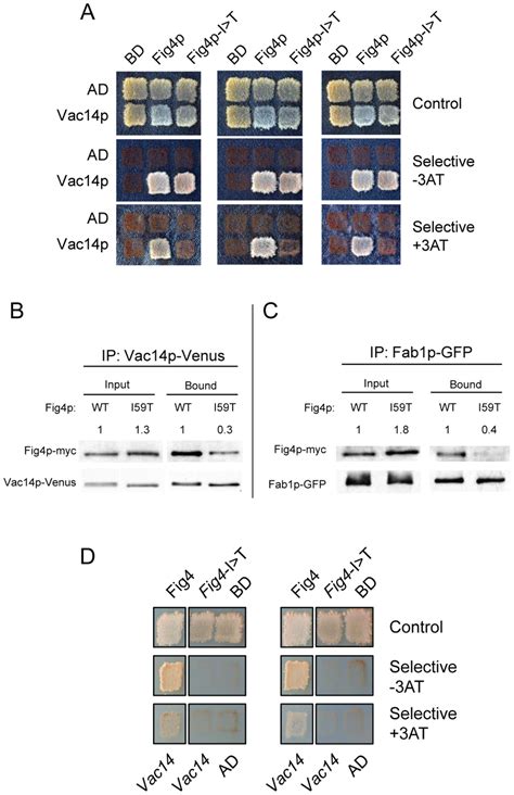 Impaired Interaction Of Fig4 I41t Mutant Protein With Vac14 And Reduced