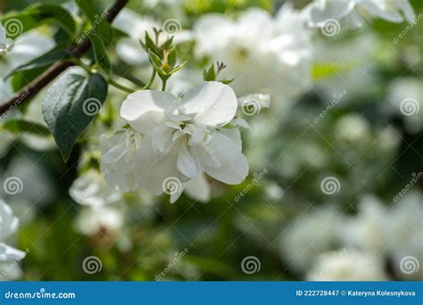 White Jasmine Flowers On A Bush Jasmine Branch Close Up Stock Image