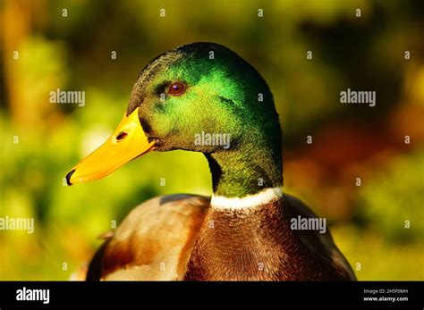 Portrait Of A Male Mallard Duck Stock Photo Alamy
