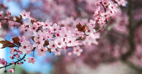 Spring Blossom Border With Pink Blooming Tree Beautiful Nature Scene