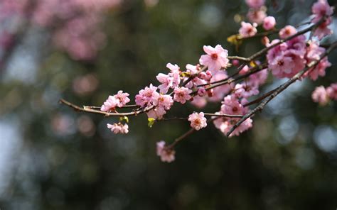 Download 3840x2400 Wallpaper Blur Bokeh Cherry Blossom