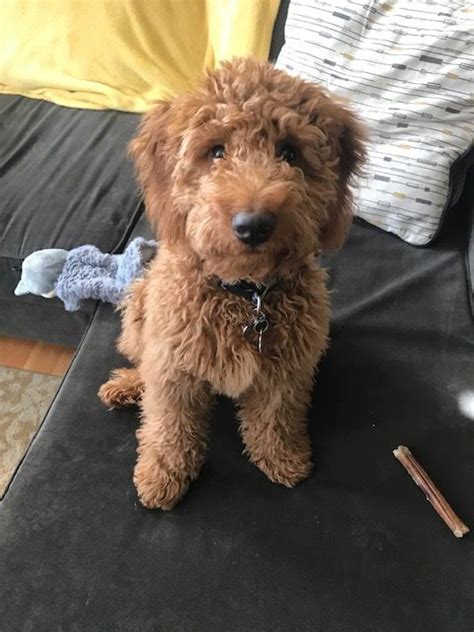 The fullgrown mini goldendoodles can grow up to 20 inches, which is 51 centimetres and weigh up to 50 pounds, which is 22 kilograms. Mini Goldendoodle Puppies For Sale | Poodles 2 Doodles