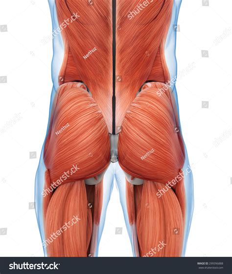 Ilustrasi Stok Buttock Muscles Anatomy Shutterstock