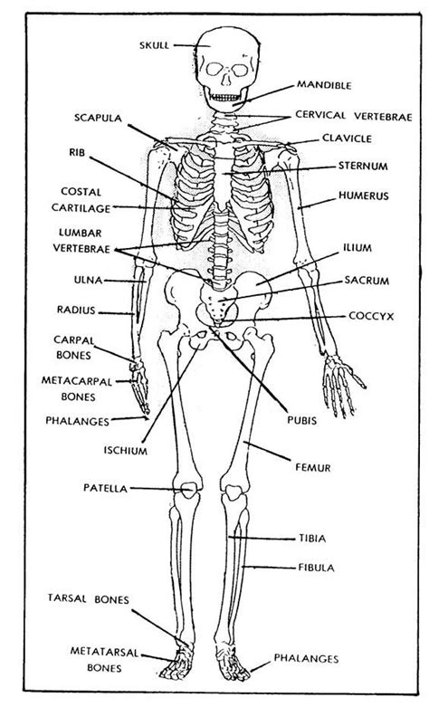 1 1 The Skeletal System Skeletal System Worksheet Human Skeletal