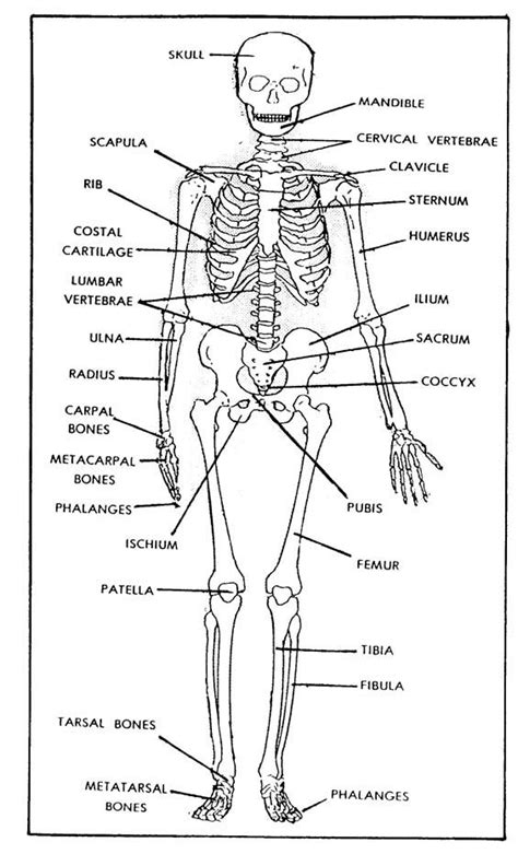 From this activity, the students will learn about the major. free printable bones of the human body | Figure 1-1. The ...