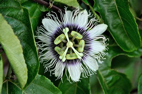 Passion Flowerhd Wallpapers Backgrounds