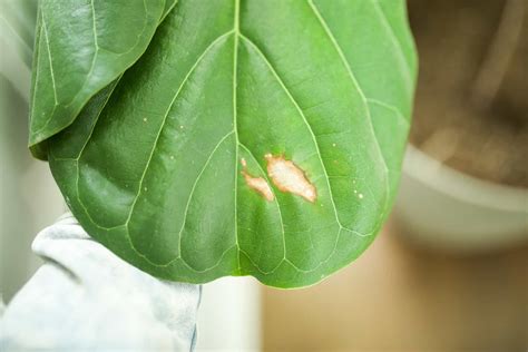Brown Spots On Fiddle Leaf Fig What To Do Paisley Plants