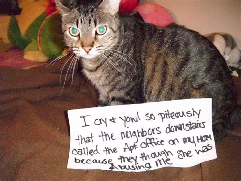 20 Of The Most Hilarious Cat Shaming Signs