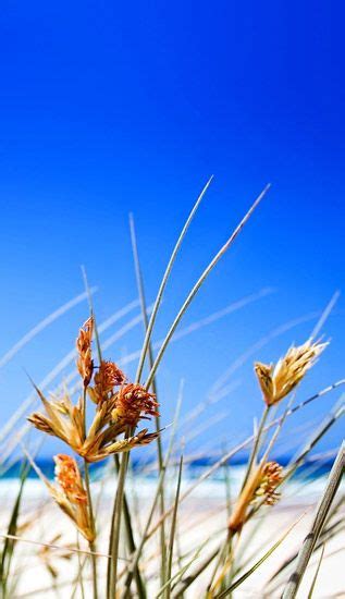 Summer Beach Grass Wallpaper Download Places Hd Wallpapers 1080p And