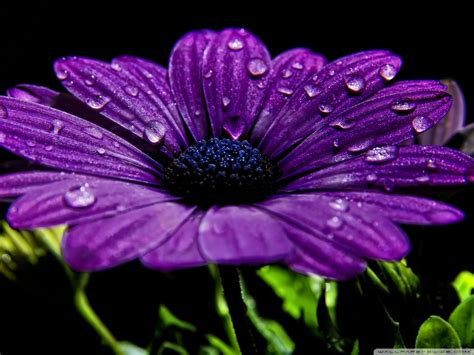 Beautiful Purple Flower Hd Desktop Wallpaper High