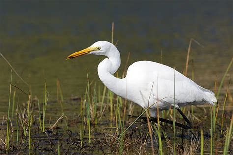Best Great White Heron Stock Photos Pictures And Royalty Free Images