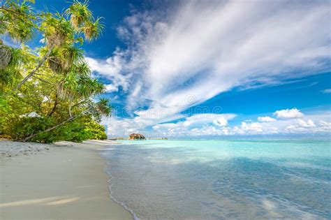 Maldives Paradise Beach Beautiful Palm Trees And Tropical Beach Moody