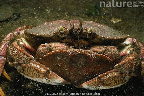 Stock Photo Of Atlantic Rock Crabs Cancer Irroratus Mating New