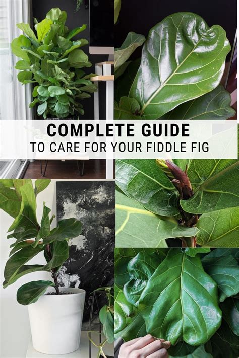 How To Care For A Fiddle Leaf Fig Plant The Complete Care Guide Fig