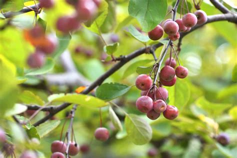 How To Grow Crabapple Trees A Guide Planting Winter Care And Harvest