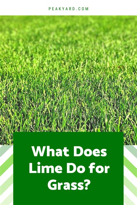 What Does Lime Do For Grass Peak Yard Lime For Lawns Organic Lawn