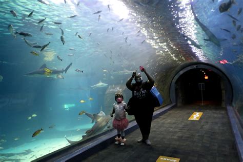 Adventure Aquarium In Camden Reopens Following Coronavirus Shutdown