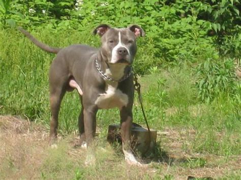Blue Nose Male Pitbull For Sale In Tampa Florida Classified