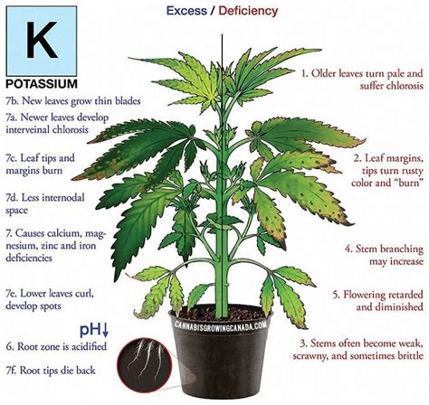 How To Diagnose And Fix Cannabis Nutrient Deficiency Cgc