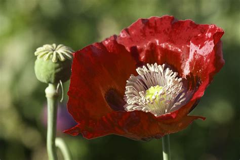 The Real Dirt: Poppies are symbols of hope | The Star