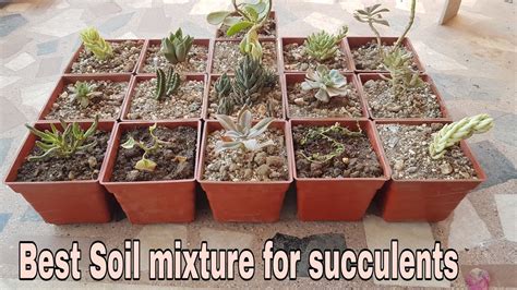 Best Soil Mixture For Succulents How To Grow Succulents In Container