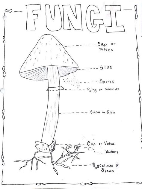 Kingdom Fungi Coloring Worksheet Printable Word Searches