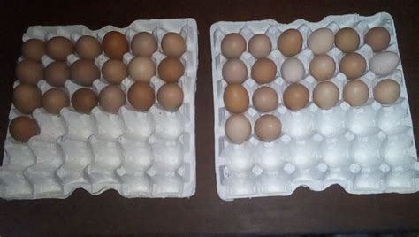 Dramatic, i know, but it wasn't great for my mental health.. How Much Do You Sell Your Eggs? - Agriculture - Nigeria