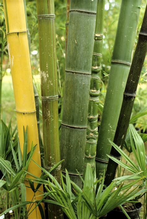 Bambou Cultiver Et Tailler Ooreka