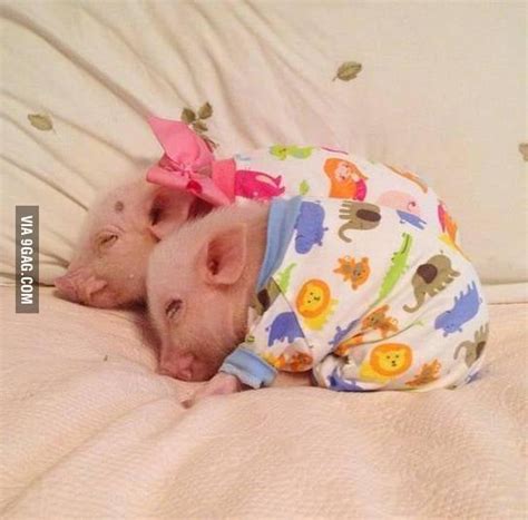 Two Pigs On A Blanket 9gag