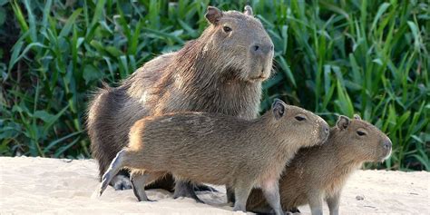 Worlds Largest Rodent The Capybara Is The Size Of A Dog Curious Times